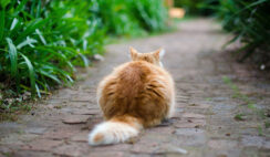 11 Reasons Why You Should Start Losing Weight Right Now. [Vimeo Video]